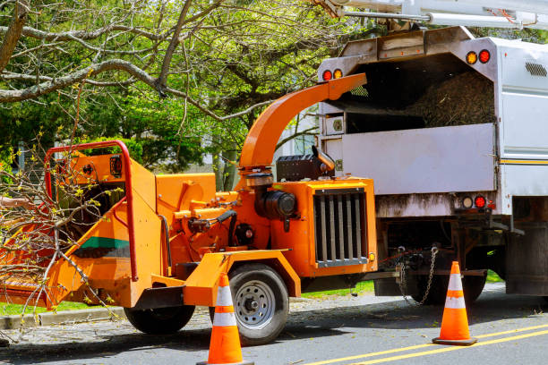 Best Firewood Processing and Delivery  in Lifornia Polytechnic State University, CA